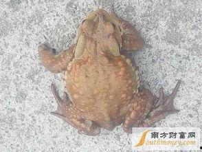 蛤蟆兵吃瓜,蛤蟆兵的瓜田奇遇记