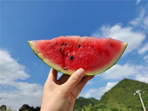 夏天吃瓜好时节