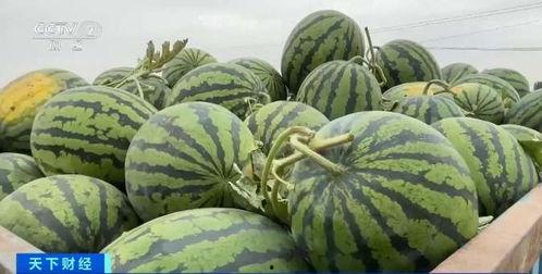 上港吃瓜,一场足球圈的狂欢盛宴