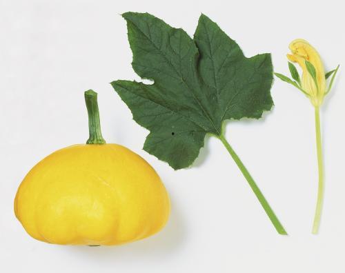 瓜叶怎么吃视频,家常美味新选择