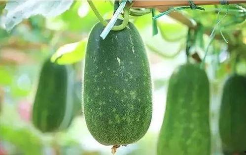 跳舞时候吃瓜,一场别开生面的舞蹈盛宴