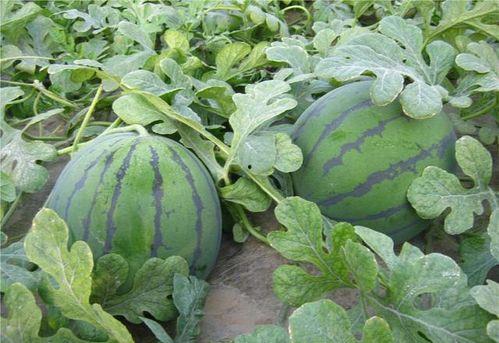 跳舞时候吃瓜,一场别开生面的舞蹈盛宴