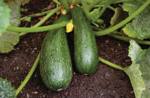 吃中药可以吃吗瓜