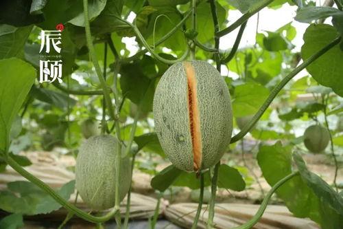 山东高中吃瓜,吃瓜群众眼中的校园生活