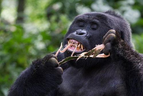 吃瓜变猩猩视频