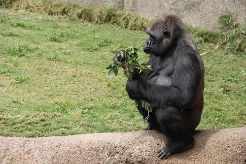 吃瓜变猩猩视频