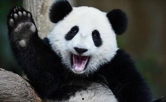 熊猫团团吃瓜,团团熊猫的甜蜜瓜趣时光