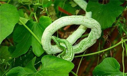 印度女子吃蛇瓜,勇敢尝试神秘蛇瓜美食