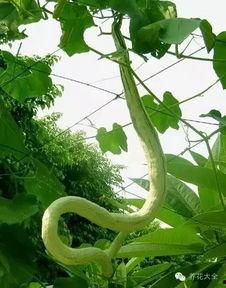 印度女子吃蛇瓜,勇敢尝试神秘蛇瓜美食